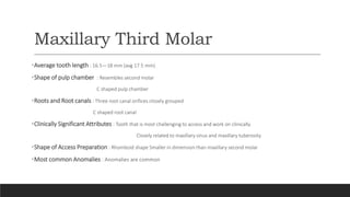 Maxillary Third Molar
•Average tooth length : 16.5—18 mm (avg 17.5 mm)
•Shape of pulp chamber : Resembles second molar
C shaped pulp chamber
•Roots and Root canals : Three root canal orifices closely grouped
C shaped root canal
•Clinically Significant Attributes : Tooth that is most challenging to access and work on clinically.
Closely related to maxillary sinus and maxillary tuberosity
•Shape of Access Preparation : Rhomboid shape Smaller in dimension than maxillary second molar
•Most common Anomalies : Anomalies are common
 