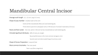 Mandibular Central Incisor
•Average tooth length : 21—22 mm ( avg 21.5 mm)
•Shape of pulp chamber : Smallest tooth of the arch
Small and flat mesiodistally Wide and ovoid labiolingually
Three distinct pulp horns (disappear early in life because of constant masticatory stimulus)
•Roots and Root canals : One root, which is flat and narrow mesiodistally but wide labiolingually
•Clinically Significant Attributes : 60% of roots are straight
Buccal performance is the most common iatrogenic error
Second canal normally located lingual to primary canal
•Shape of Access Preparation : Long and Oval
•Most common Anomalies : Two root canals
Talon cusp (Dens evaginatus)
 