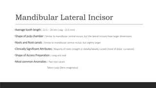 Mandibular Lateral Incisor
•Average tooth length : 22.5 – 24 mm ( avg - 23.5 mm)
•Shape of pulp chamber : Similar to mandibular central incisor, but the lateral incisors have larger dimensions
•Roots and Root canals : Similar to mandibular central incisor, but slightly larger
•Clinically Significant Attributes : Majority of roots straight or distally/labially curved (more of distal curvature)
•Shape of Access Preparation : Long and oval
•Most common Anomalies : Two root canals
Talons cusp (Dens evaginatus)
 