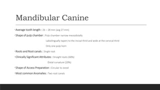 Mandibular Canine
•Average tooth length : 26 – 28 mm (avg 27 mm)
•Shape of pulp chamber : Pulp chamber narrow mesiodistally
Labiolingually tapers to the incisal third and wide at the cervical third
Only one pulp horn
•Roots and Root canals : Single root
•Clinically Significant Attributes : Straight roots (68%)
Distal curvature (20%)
•Shape of Access Preparation : Circular to ovoid
•Most common Anomalies : Two root canals
 
