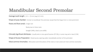 Mandibular Second Premolar
•Average tooth length : 21.5 – 23 mm (avg 22.5 mm)
•Shape of pulp chamber : Similar to mandibular first premolar except that the lingual horn is more prominent
•Roots and Root canals : Single root
Rarely two or three roots
Straight (39%), distal curve (40%)
•Clinically Significant Attributes : Usually exits in one apical foramen (97.5%), in some may exit in two (2.5%)
•Shape of Access Preparation : Ovoid access opening wider mesiodistally (similar to first premolar)
•Most common Anomalies : Bifurcation and trifurcations of the roots or root canals are most common anomalies.
 