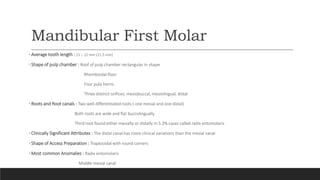 Mandibular First Molar
•Average tooth length : 21 – 22 mm (21.5 mm)
•Shape of pulp chamber : Roof of pulp chamber rectangular in shape
Rhomboidal floor
Four pulp horns
Three distinct orifices; mesiobuccal, mesiolingual, distal
•Roots and Root canals : Two well differentiated roots ( one mesial and one distal)
Both roots are wide and flat buccolingually
Third root found either mesially or distally in 5.3% cases called radix entomolaris
•Clinically Significant Attributes : The distal canal has more clinical variations than the mesial canal
•Shape of Access Preparation : Trapezoidal with round corners
•Most common Anomalies : Radix entomolaris
Middle mesial canal
 