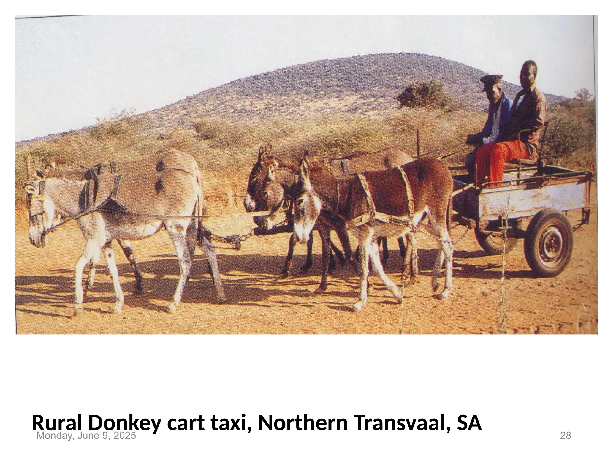 Rural Donkey cart taxi, Northern Transvaal, SA
Monday, June 9, 2025 28
 