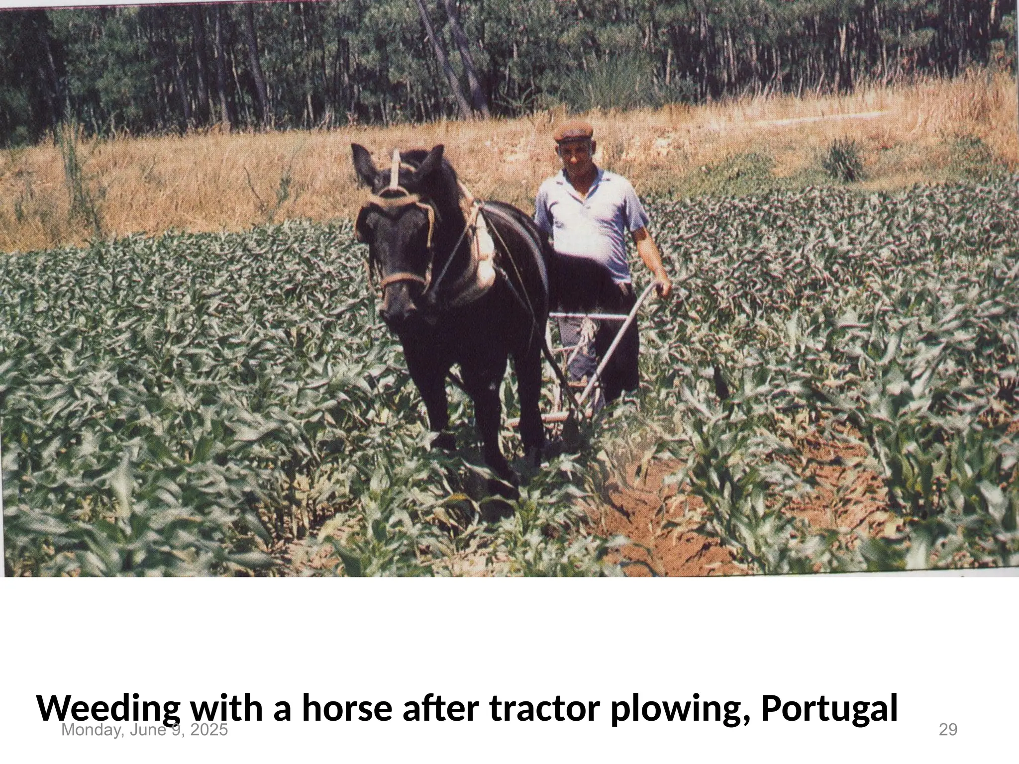 Weeding with a horse after tractor plowing, Portugal
Monday, June 9, 2025 29
 