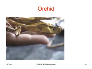 Orchid

2/9/2014

Prof.Dr.R.R.Deshpande

28

 