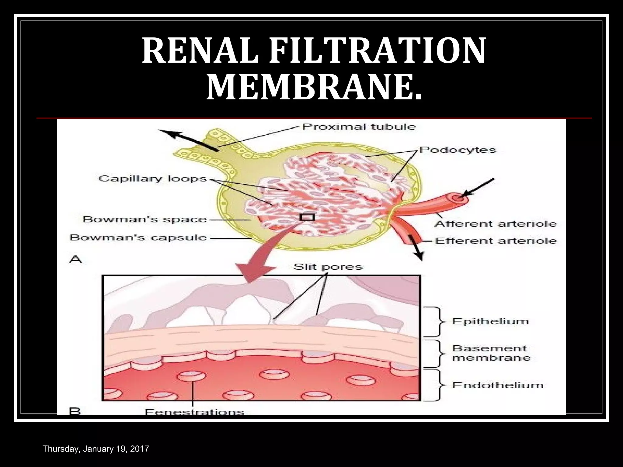 RENAL FILTRATION
MEMBRANE.
Thursday, January 19, 2017