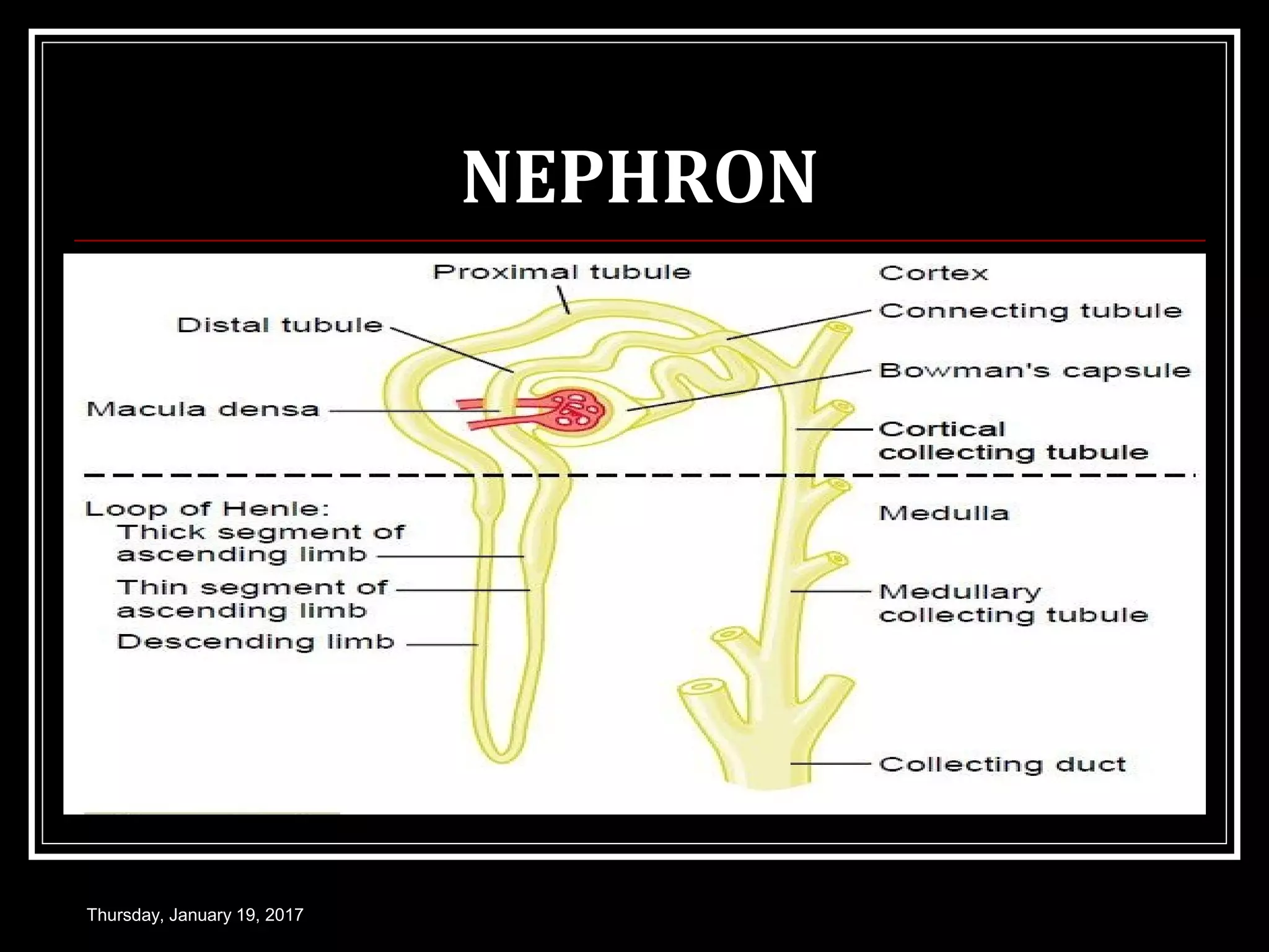 NEPHRON
Thursday, January 19, 2017