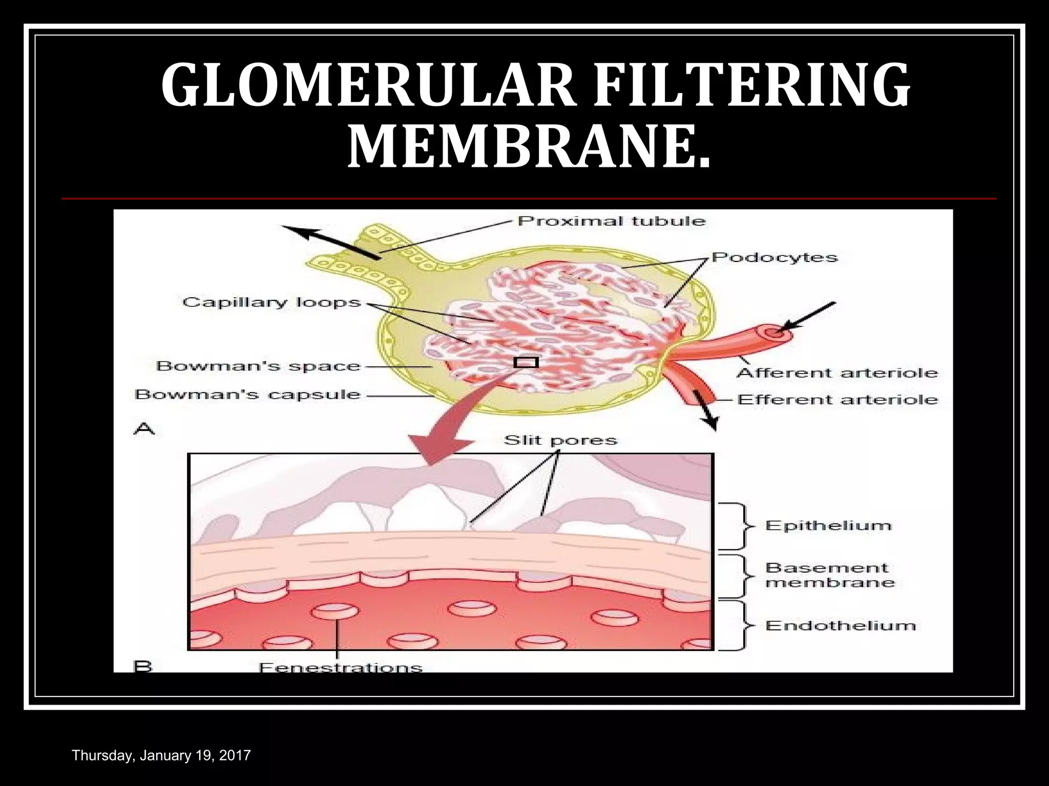 GLOMERULAR FILTERING
MEMBRANE.
Thursday, January 19, 2017