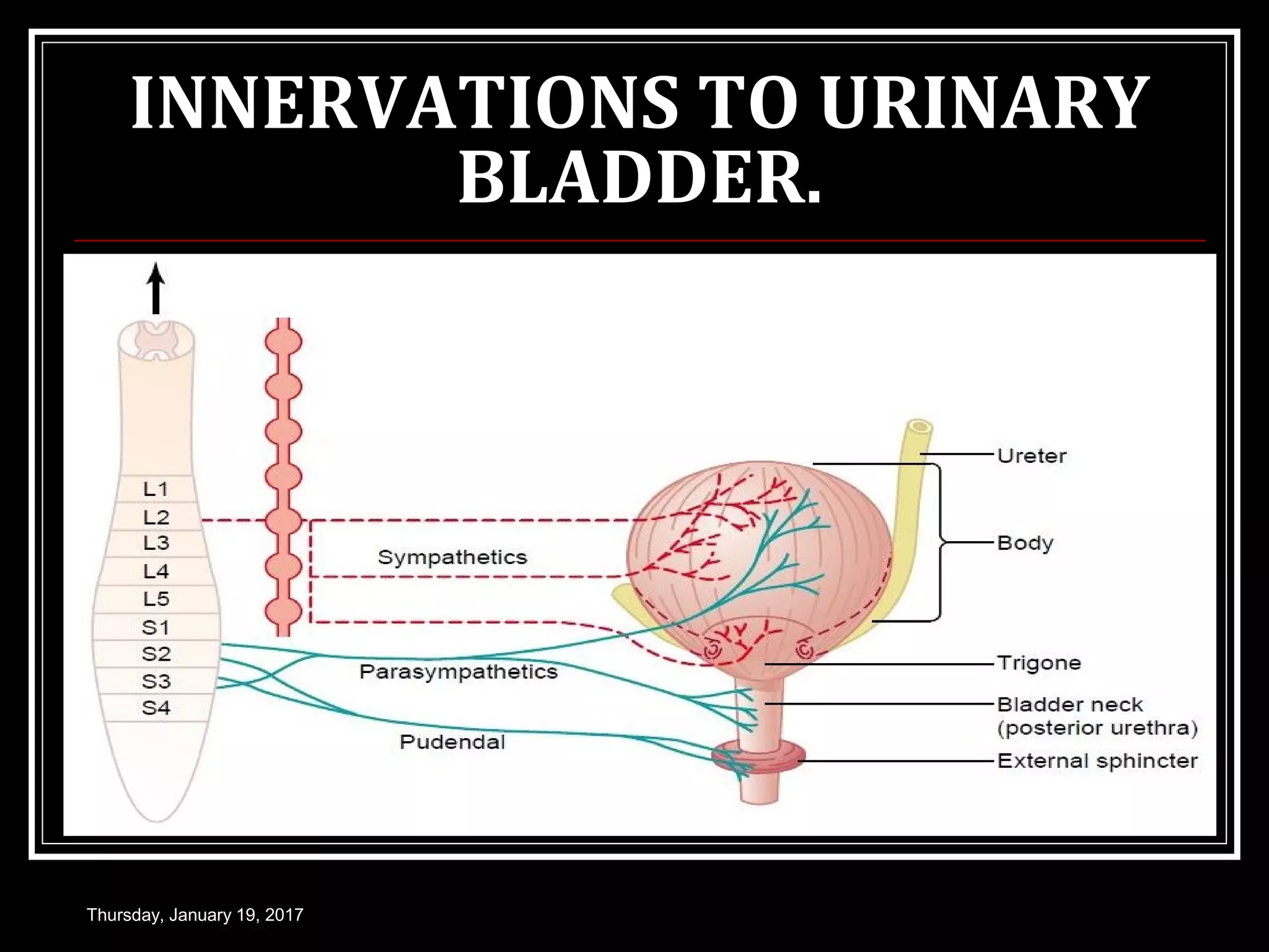 INNERVATIONS TO URINARY
BLADDER.
Thursday, January 19, 2017