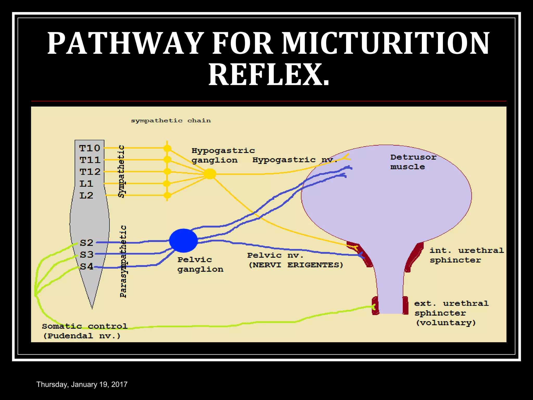PATHWAY FOR MICTURITION
REFLEX.
Thursday, January 19, 2017