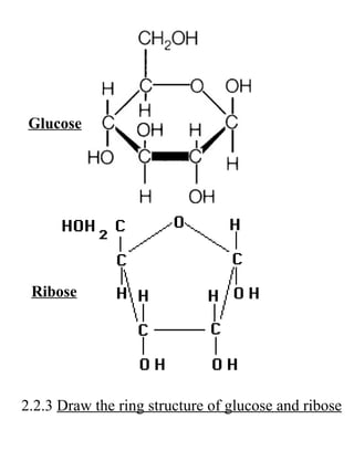 O Draw Ribose IB Biology Draw assessment statements | PPT