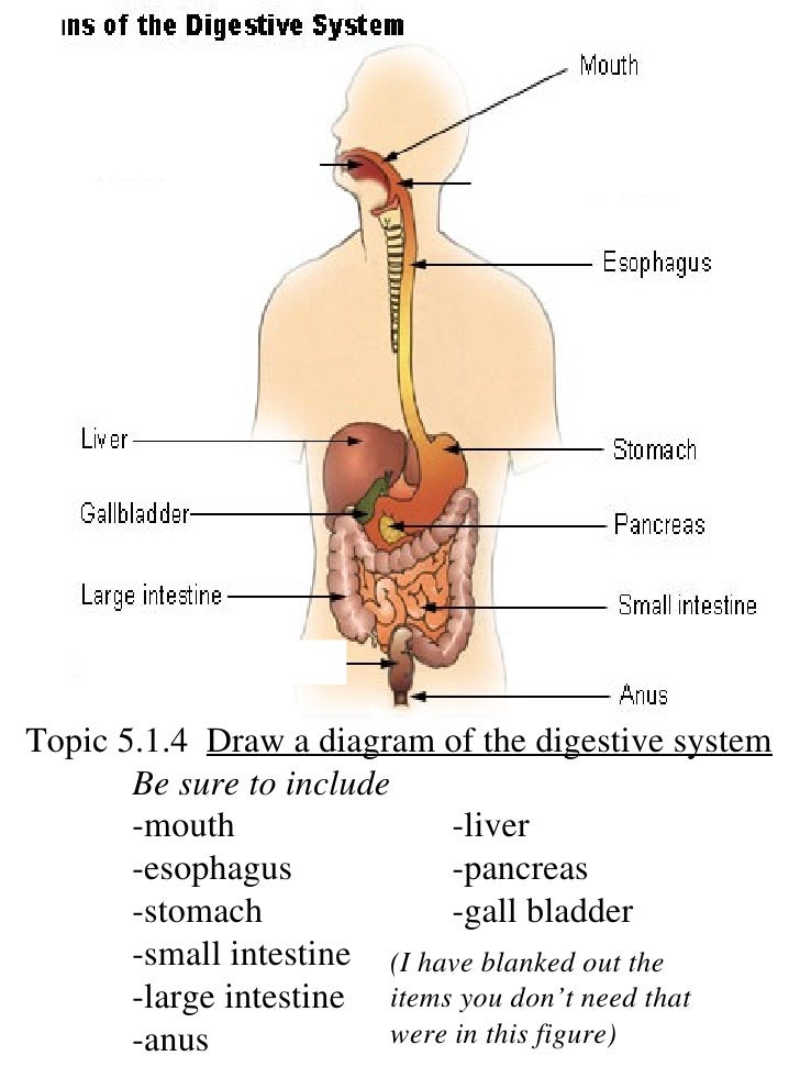 biology digestive system biology digestive system