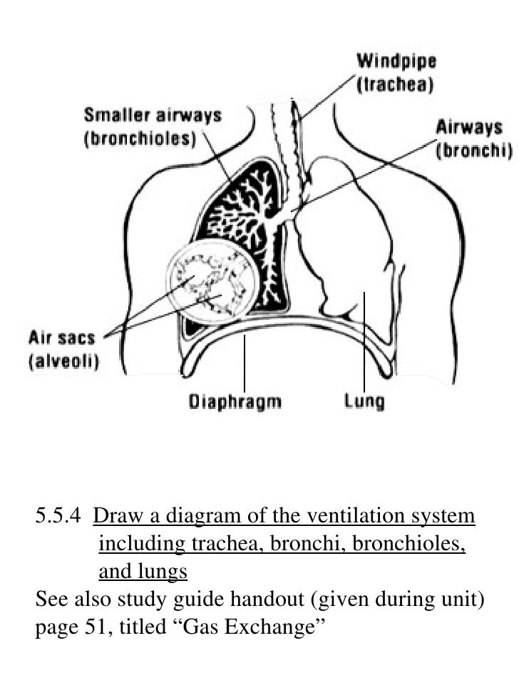 IB Biology Draw assessment statements