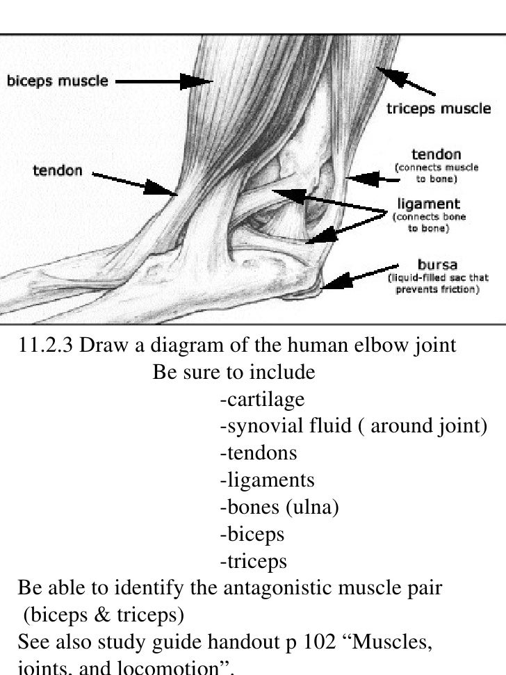 IB Biology Draw assessment statements renal tubule cell diagrams 
