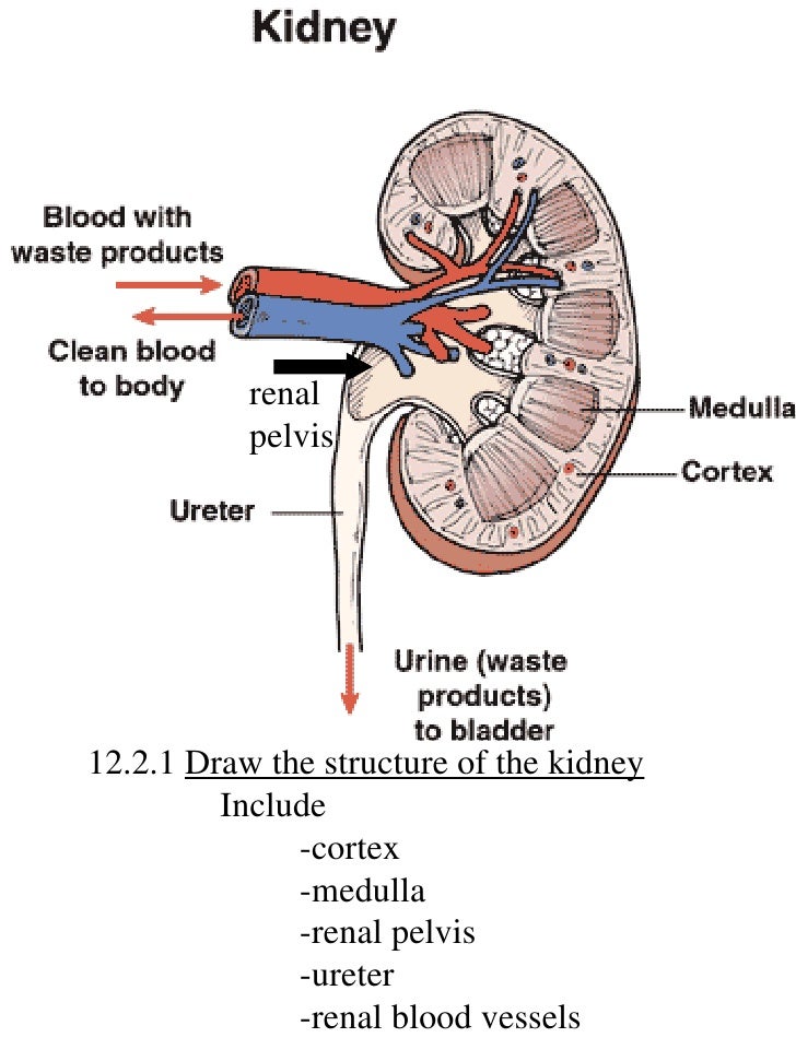 IB Biology Draw assessment statements diagram of ureter slide 