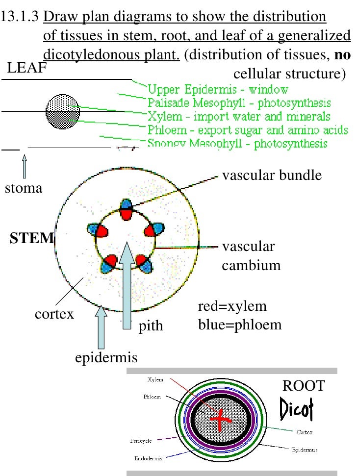 draw diagram ib biology draw assessment statements draw diagram ib biology draw assessment statements