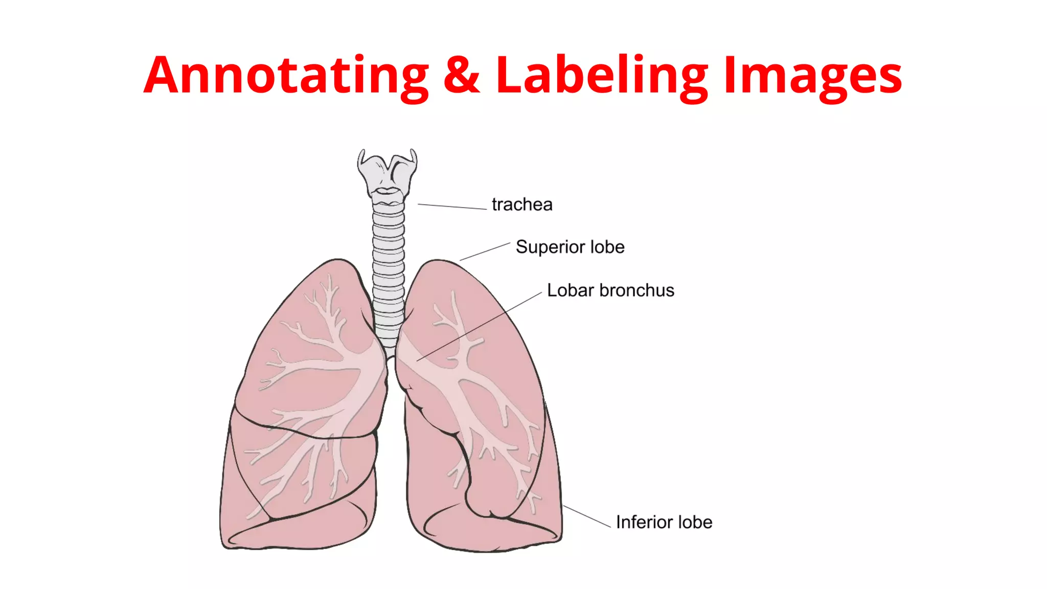 Annotating & Labeling Images
 