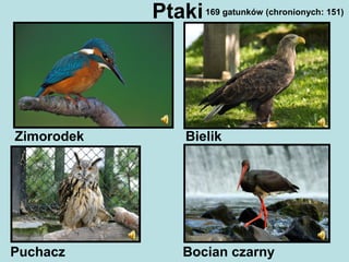 Ptaki
Zimorodek Bielik
Bocian czarnyPuchacz
169 gatunków (chronionych: 151)
 