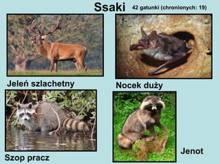 Ssaki
Jeleń szlachetny Nocek duży
Szop pracz
Jenot
42 gatunki (chronionych: 19)
 