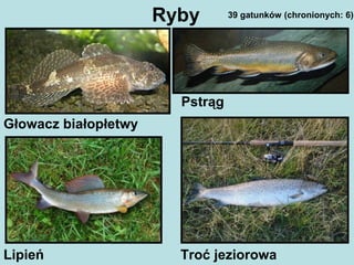 Ryby
Głowacz białopłetwy
Pstrąg
Lipień Troć jeziorowa
39 gatunków (chronionych: 6)
 