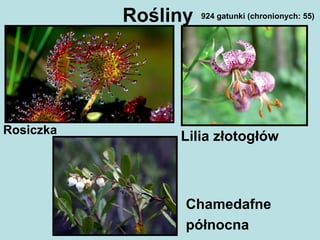 Rośliny
Lilia złotogłówRosiczka
Chamedafne
północna
924 gatunki (chronionych: 55)
 