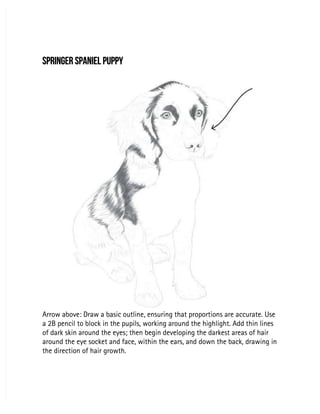 SPRINGER SPANIEL PUPPY
SPRINGER SPANIEL PUPPY
Arrow above: Draw a basic outline, ensuring that proportions are accurate. Use
Arrow above: Draw a basic outline, ensuring that proportions are accurate. Use
a 2B pencil to block in the pupils, working around the highlight. Add thin lines
a 2B pencil to block in the pupils, working around the highlight. Add thin lines
of dark skin around the eyes; then begin developing the darkest areas of hair
of dark skin around the eyes; then begin developing the darkest areas of hair
around the eye socket and face, within the ears, and down the back, drawing in
around the eye socket and face, within the ears, and down the back, drawing in
the direction of hair growth.
the direction of hair growth.
 