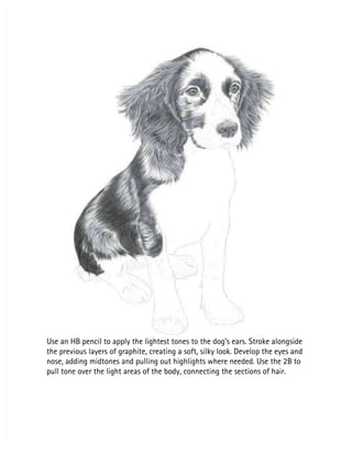 Use an HB pencil to apply the lightest tones to the dog’s ears. Stroke alongside
Use an HB pencil to apply the lightest tones to the dog’s ears. Stroke alongside
the previous layers of graphite, creating a soft, silky look. Develop the eyes and
the previous layers of graphite, creating a soft, silky look. Develop the eyes and
nose, adding midtones and pulling out highlights where needed. Use the 2B to
nose, adding midtones and pulling out highlights where needed. Use the 2B to
pull tone over the light areas of the body, connecting the sections of hair.
pull tone over the light areas of the body, connecting the sections of hair.
 