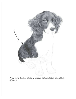 Arrow above: Continue to build up tone over the Spaniel’s back using a blunt
Arrow above: Continue to build up tone over the Spaniel’s back using a blunt
2B pencil.
2B pencil.
 