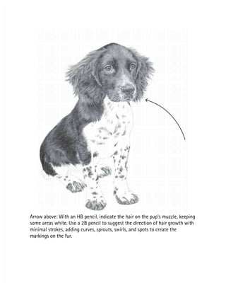 Arrow above: With an HB pencil, indicate the hair on the pup’s muzzle, keeping
Arrow above: With an HB pencil, indicate the hair on the pup’s muzzle, keeping
some areas white. Use a 2B pencil to suggest the direction of hair growth with
some areas white. Use a 2B pencil to suggest the direction of hair growth with
minimal strokes, adding curves, sprouts, swirls, and spots to create the
minimal strokes, adding curves, sprouts, swirls, and spots to create the
markings on the fur.
markings on the fur.
 