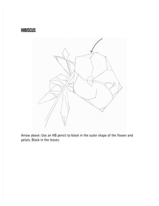 HIBISCUS
HIBISCUS
Arrow above: Use an HB pencil to block in the outer shape of the flower and
Arrow above: Use an HB pencil to block in the outer shape of the flower and
petals. Block in the leaves.
petals. Block in the leaves.
 