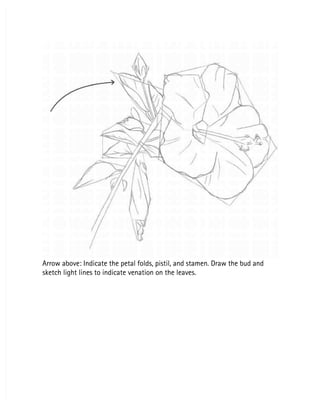 Arrow above: Indicate the petal folds, pistil, and stamen. Draw the bud and
Arrow above: Indicate the petal folds, pistil, and stamen. Draw the bud and
sketch light lines to indicate venation on the leaves.
sketch light lines to indicate venation on the leaves.
 