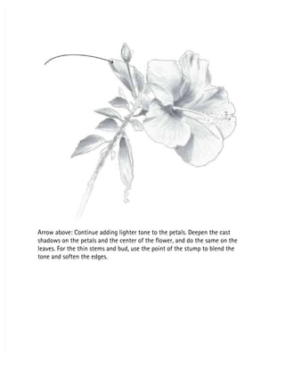 Arrow above: Continue adding lighter tone to the petals. Deepen the cast
Arrow above: Continue adding lighter tone to the petals. Deepen the cast
shadows on the petals and the center of the flower, and do the same on the
shadows on the petals and the center of the flower, and do the same on the
leaves. For the thin stems and bud, use the point of the stump to blend the
leaves. For the thin stems and bud, use the point of the stump to blend the
tone and soften the edges.
tone and soften the edges.
 