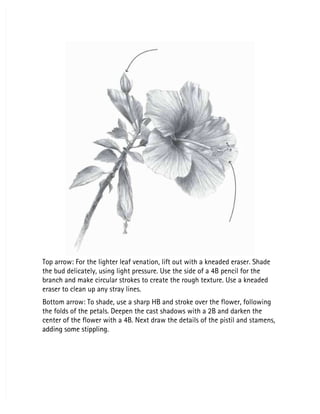 Top arrow: For the lighter leaf venation, lift out with a kneaded eraser. Shade
Top arrow: For the lighter leaf venation, lift out with a kneaded eraser. Shade
the bud delicately, using light pressure. Use the side of a 4B pencil for the
the bud delicately, using light pressure. Use the side of a 4B pencil for the
branch and make circular strokes to create the rough texture. Use a kneaded
branch and make circular strokes to create the rough texture. Use a kneaded
eraser to clean up any stray lines.
eraser to clean up any stray lines.
Bottom arrow: To shade, use a sharp HB and stroke over the flower, following
Bottom arrow: To shade, use a sharp HB and stroke over the flower, following
the folds of the petals. Deepen the cast shadows with a 2B and darken the
the folds of the petals. Deepen the cast shadows with a 2B and darken the
center of the flower with a 4B. Next draw the details of the pistil and stamens,
center of the flower with a 4B. Next draw the details of the pistil and stamens,
adding some stippling.
adding some stippling.
 