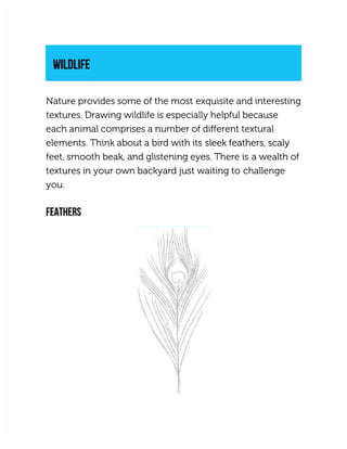 WILDLIFE
WILDLIFE
Nature provides some of the most
Nature provides some of the most exquisite and interesting
exquisite and interesting
textures. Drawing wildlife is especially helpful because
textures. Drawing wildlife is especially helpful because
each animal comprises a number of different textural
each animal comprises a number of different textural
elements. Think about a bird with its
elements. Think about a bird with its sleek feathers, scaly
sleek feathers, scaly
feet, smooth beak, and glistening eyes. There is
feet, smooth beak, and glistening eyes. There is a wealth of
a wealth of
textures in your own backyard just waiting to
textures in your own backyard just waiting to challenge
challenge
you.
you.
FEATHERS
FEATHERS
 