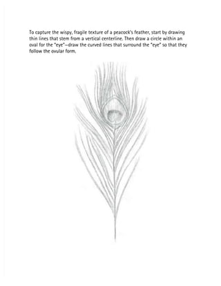 To capture the wispy, fragile texture of a peacock’s feather, start by drawing
To capture the wispy, fragile texture of a peacock’s feather, start by drawing
thin lines that stem from a vertical centerline. Then draw a circle within an
thin lines that stem from a vertical centerline. Then draw a circle within an
oval for the “eye”—draw the curved lines that surround the “eye” so that they
oval for the “eye”—draw the curved lines that surround the “eye” so that they
follow the ovular form.
follow the ovular form.
 