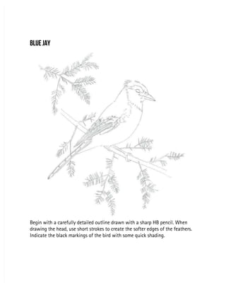 BLUE JAY
BLUE JAY
Begin with a carefully detailed outline drawn with a sharp HB pencil. When
Begin with a carefully detailed outline drawn with a sharp HB pencil. When
drawing the head, use short strokes to create the softer edges of the feathers.
drawing the head, use short strokes to create the softer edges of the feathers.
Indicate the black markings of the bird with some quick shading.
Indicate the black markings of the bird with some quick shading.
 