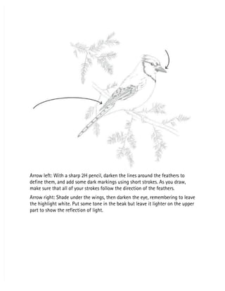 Arrow left: With a sharp 2H pencil, darken the lines around the feathers to
Arrow left: With a sharp 2H pencil, darken the lines around the feathers to
define them, and add some dark markings using short strokes. As you draw,
define them, and add some dark markings using short strokes. As you draw,
make sure that all of your strokes follow the direction of the feathers.
make sure that all of your strokes follow the direction of the feathers.
Arrow right: Shade under the wings, then darken the eye, remembering to leave
Arrow right: Shade under the wings, then darken the eye, remembering to leave
the highlight white. Put some tone in the beak but leave it lighter on the upper
the highlight white. Put some tone in the beak but leave it lighter on the upper
part to show the reflection of light.
part to show the reflection of light.
 
