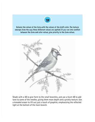 TIP
TIP
Balance the values of the form with the values of
Balance the values of the form with the values of the bird’s color. The texture
the bird’s color. The texture
emerges from the way these different values are applied. If you run into conflict
emerges from the way these different values are applied. If you run into conflict
between the form and color values, give priority to the form values.
between the form and color values, give priority to the form values.
Shade with a 4B to give form to the small branches, and use a blunt 4B to add
Shade with a 4B to give form to the small branches, and use a blunt 4B to add
tone to some of the needles, giving them more depth and a prickly texture. Use
tone to some of the needles, giving them more depth and a prickly texture. Use
a kneaded eraser to lift out just a touch of graphite, emphasizing the reflected
a kneaded eraser to lift out just a touch of graphite, emphasizing the reflected
light at the bottom of the main branch.
light at the bottom of the main branch.
 