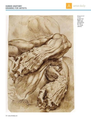 14 www.artistdaily.com
Human anatomy
drawing for artists
Anatomical
Study
by Peter Paul
Rubens, ca.
1600–1605,
pen-and-brown-
ink, 109
⁄16 x
73
⁄16. Private
collection.
 