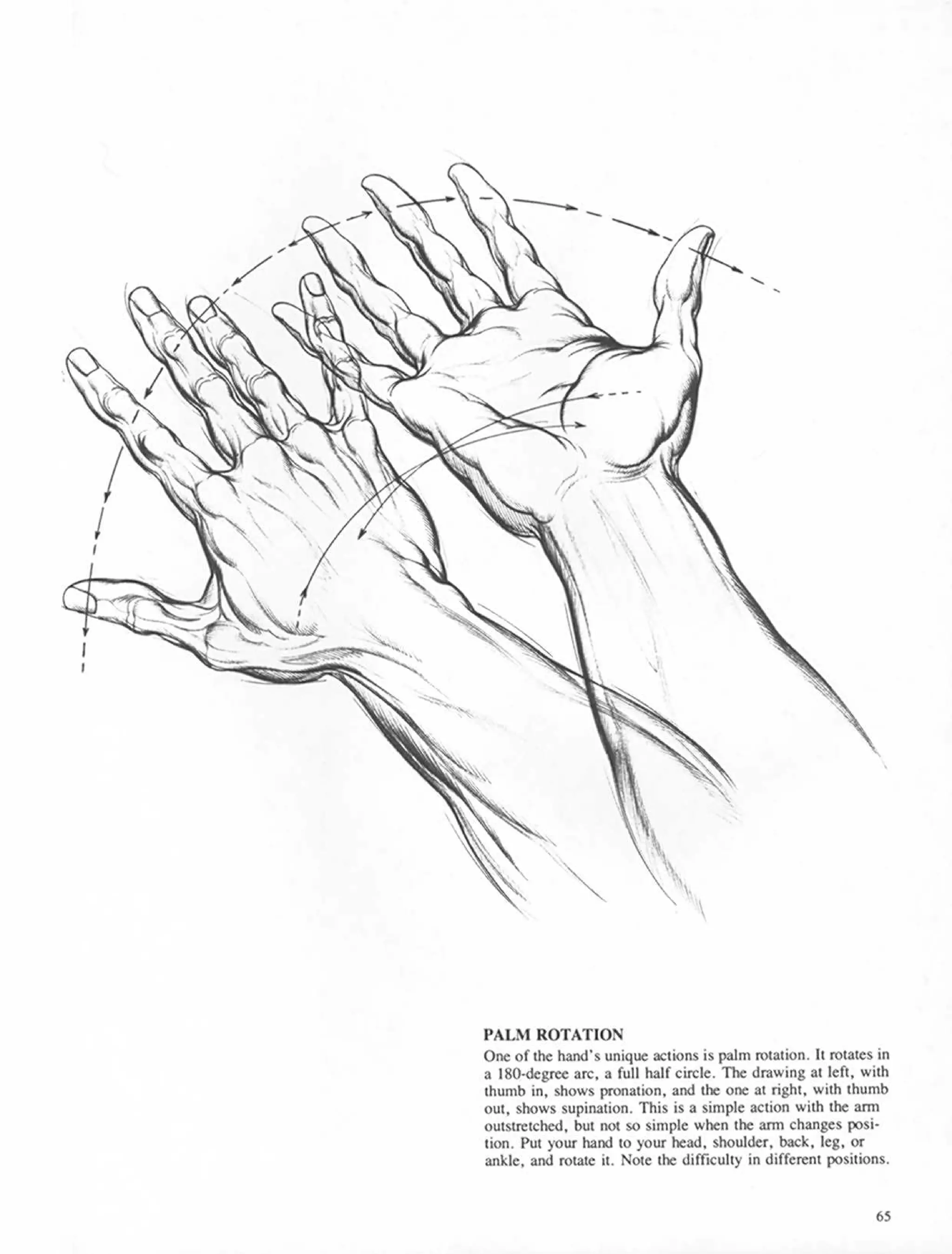 Drawing dynamic hands