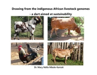 Drawing from the indigenous African livestock genomes
- a dart aimed at sustainability
Dr. Mary Ndila Mbole-Kariuki
 