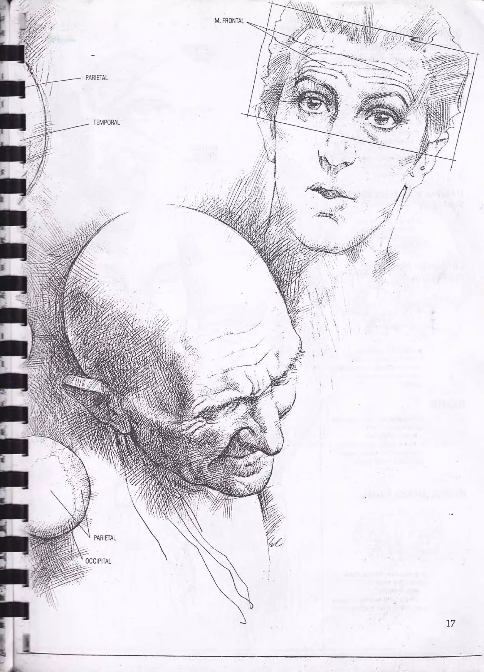 Drawing human anatomy by giovanni civardi | PDF