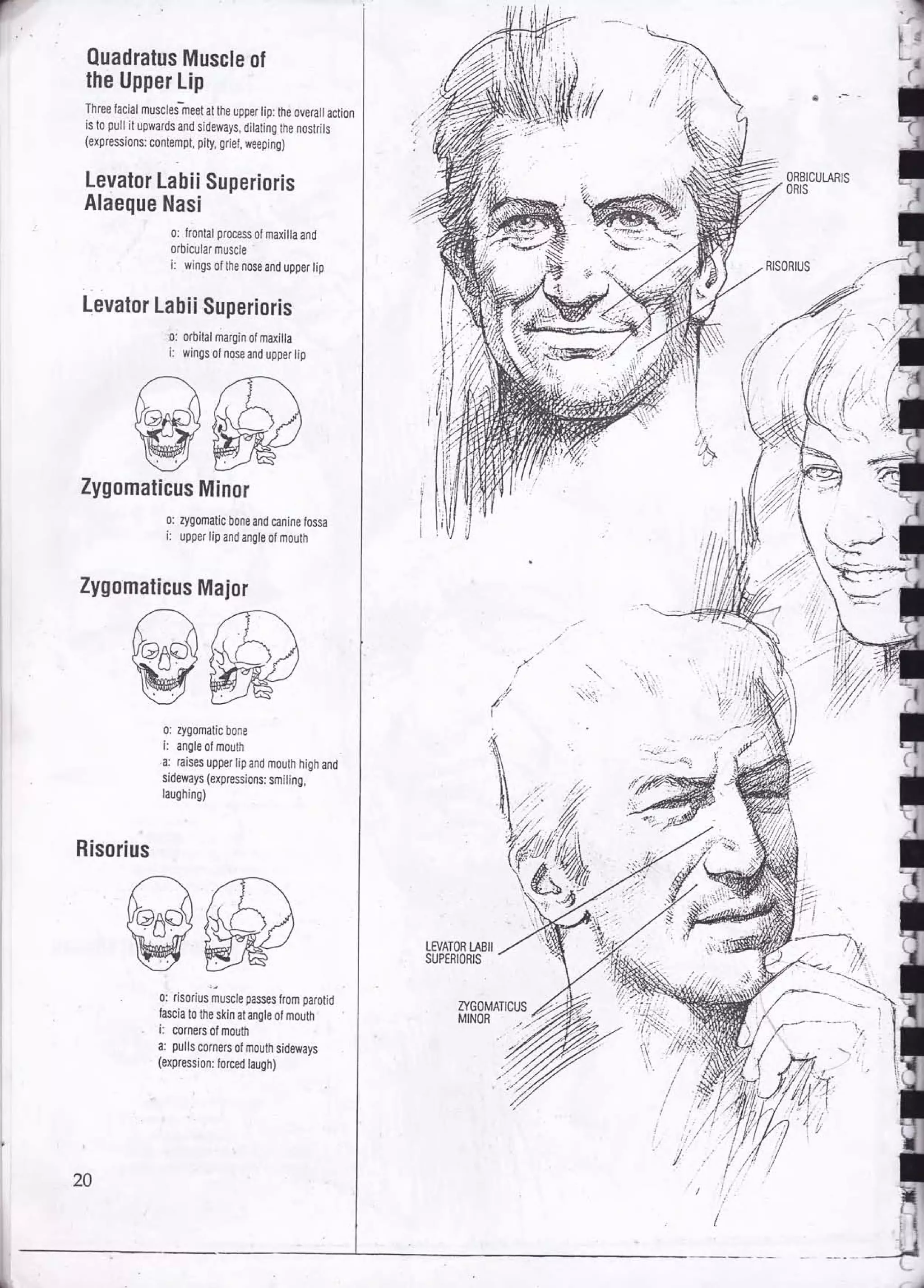 Drawing human anatomy by giovanni civardi | PDF