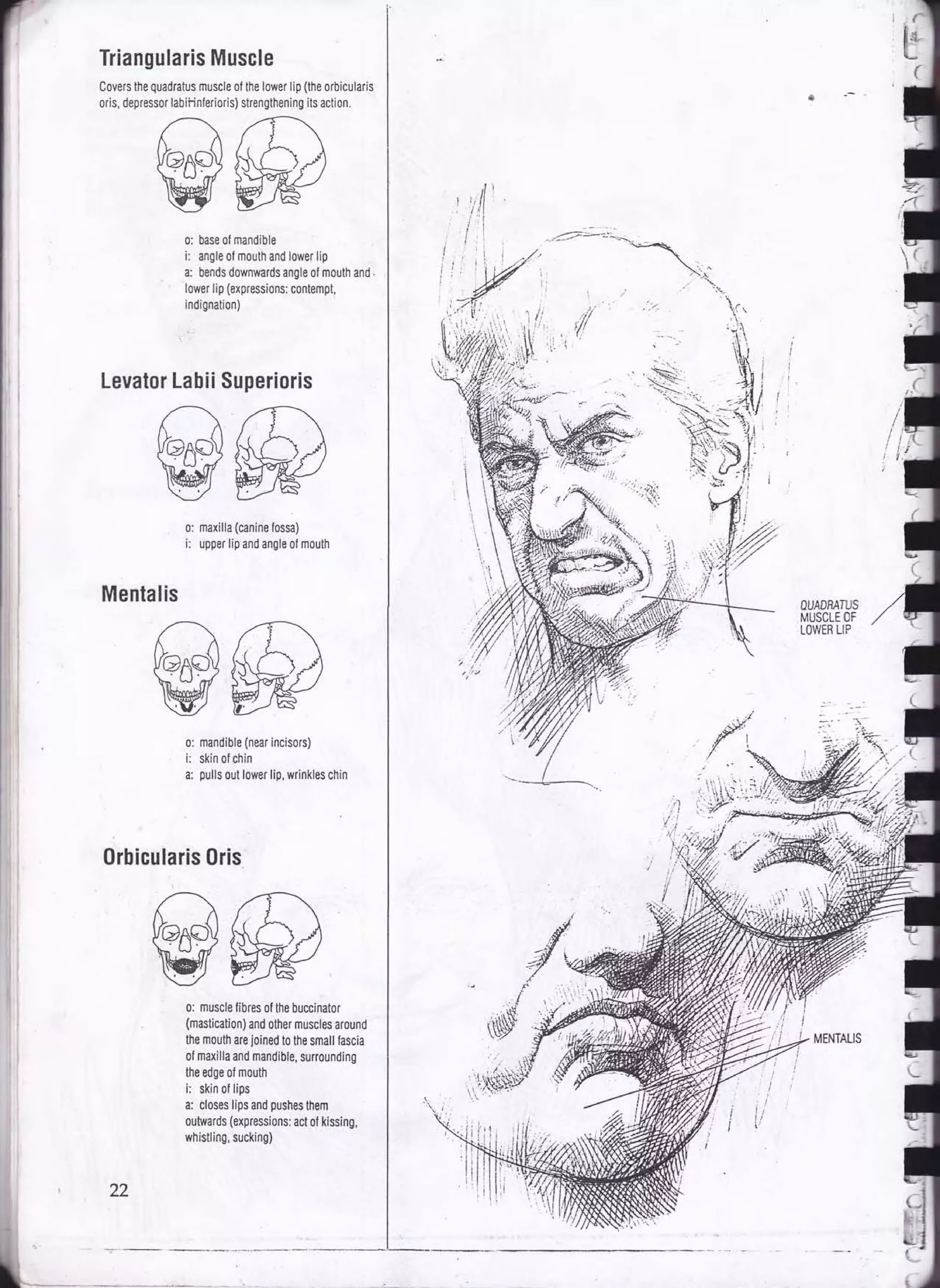 Drawing human anatomy by giovanni civardi | PDF