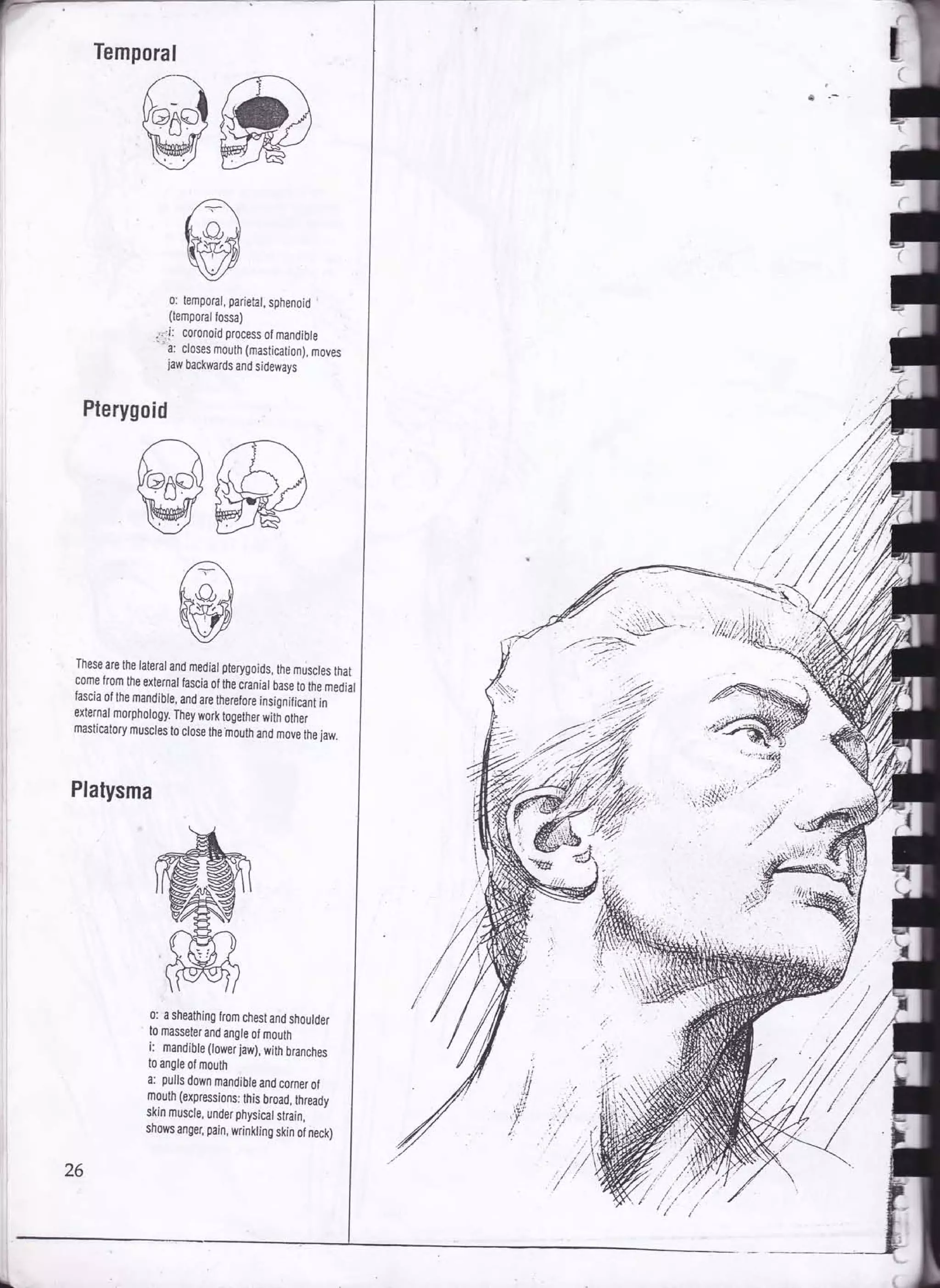 Drawing human anatomy by giovanni civardi | PDF