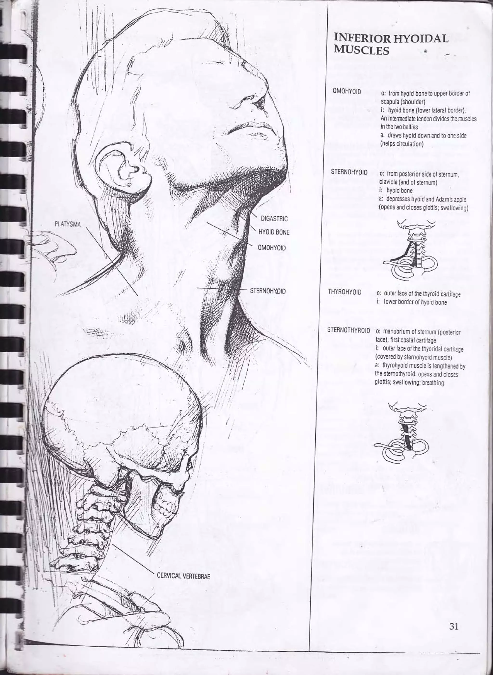 Drawing human anatomy by giovanni civardi | PDF