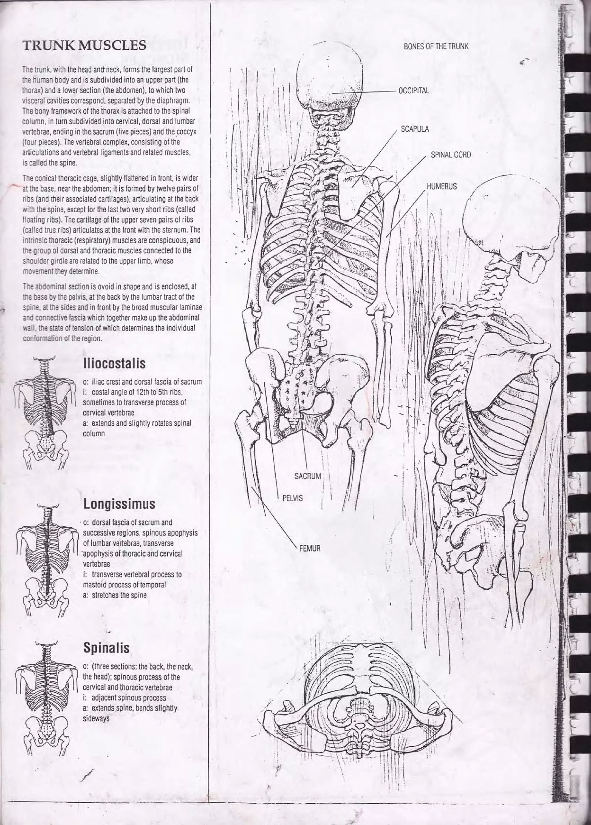 Drawing human anatomy by giovanni civardi | PDF