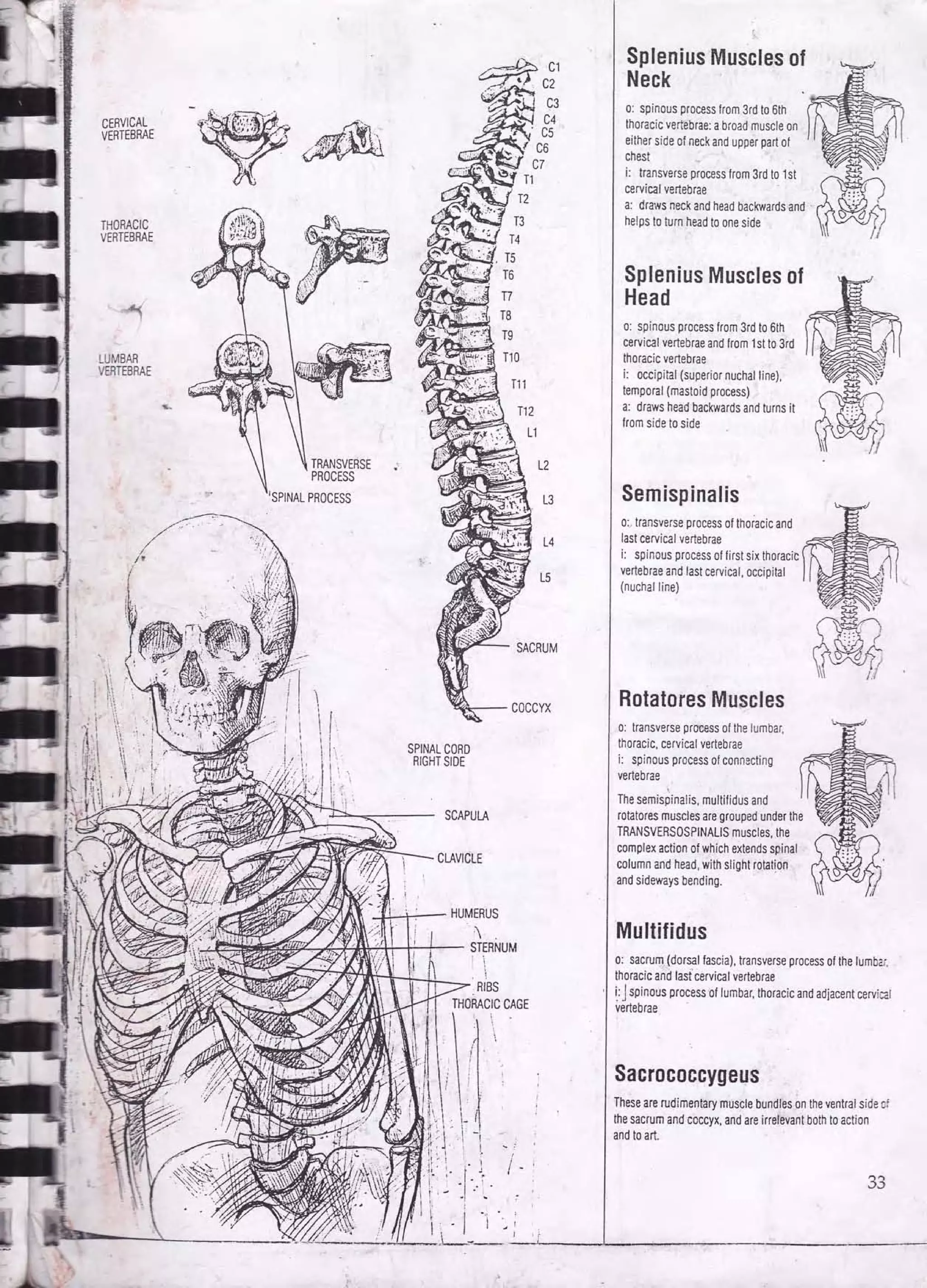 Drawing human anatomy by giovanni civardi | PDF
