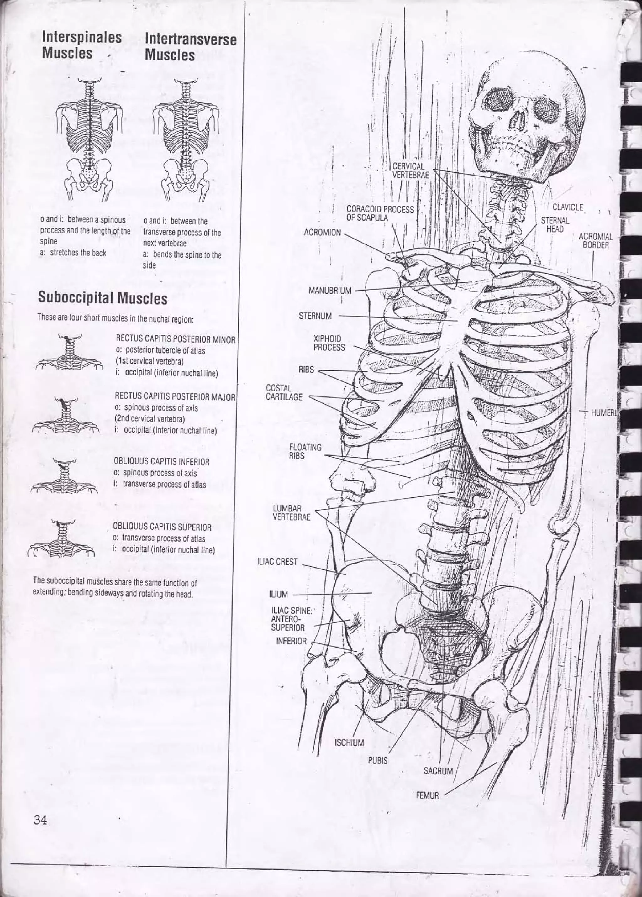 Drawing human anatomy by giovanni civardi | PDF