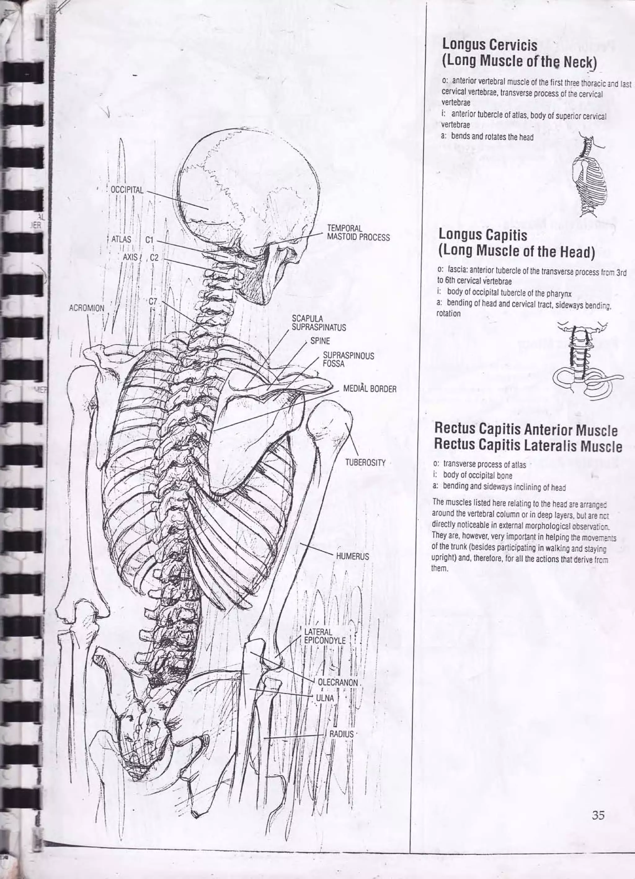 Drawing human anatomy by giovanni civardi | PDF